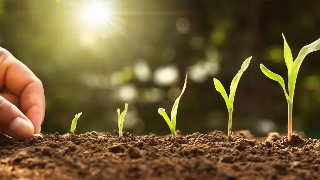 Pięć rosnących sadzonek, każda kolejna wyrośnięta wyżej niż poprzednia. Obok sadzonek widać dłoń wkładającą kolejne ziarno do ziemi